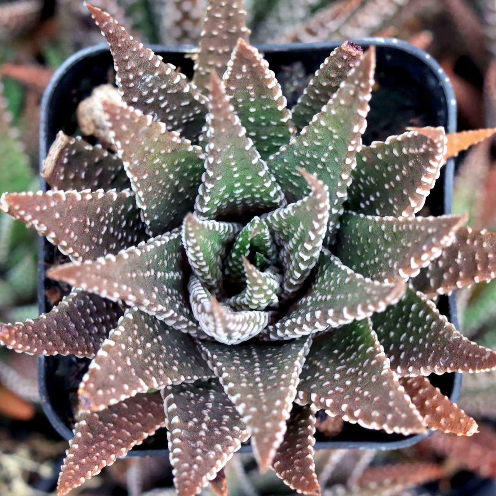 When you say that Haworthia need "deep pots", how deep does the soil need to be?