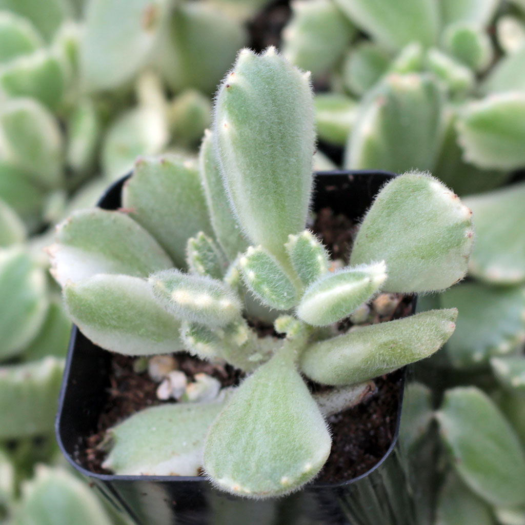 Cotyledon tomentosa - Variegated Bear's Paw Questions & Answers