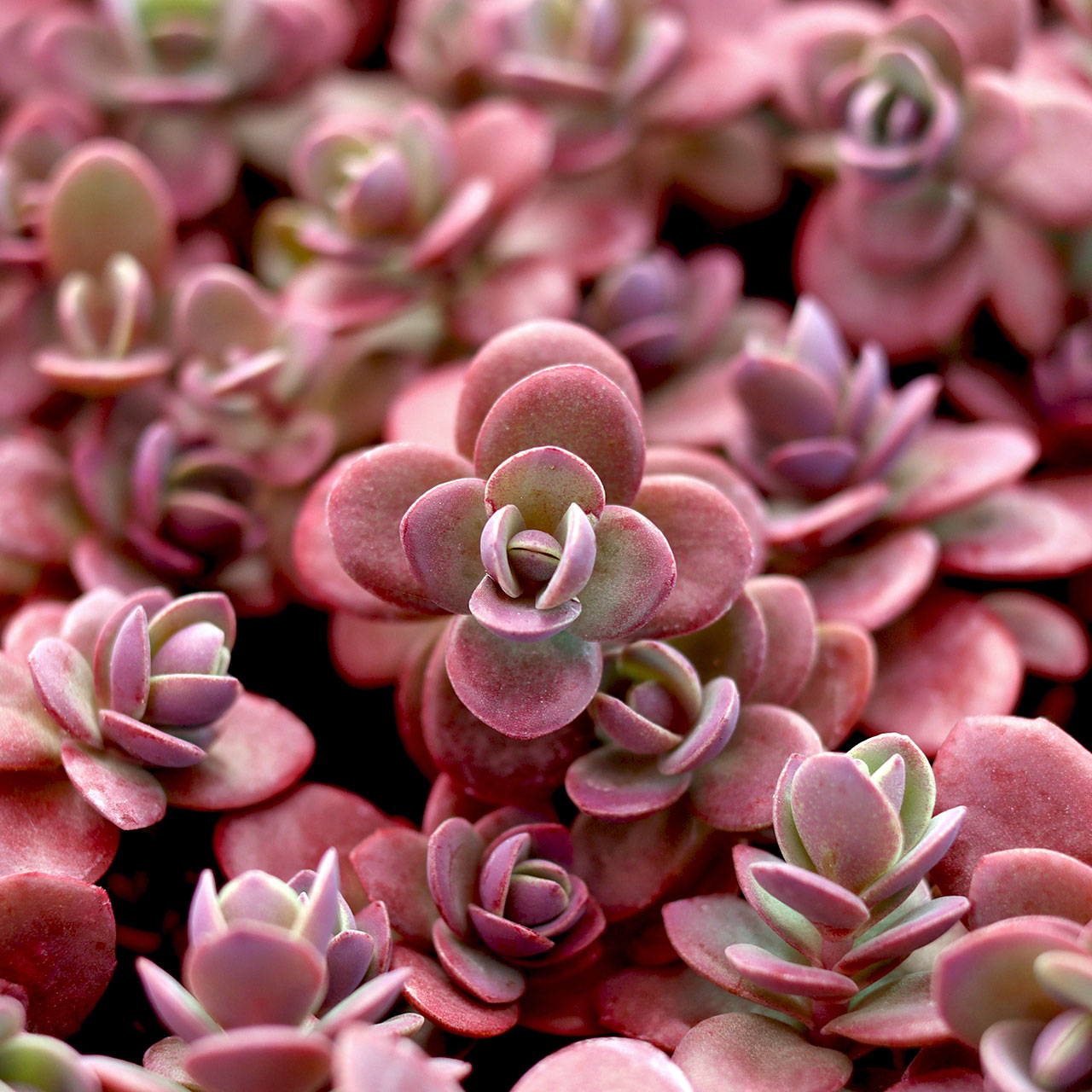 Do you have to let sedums cut stems dry before replanting?