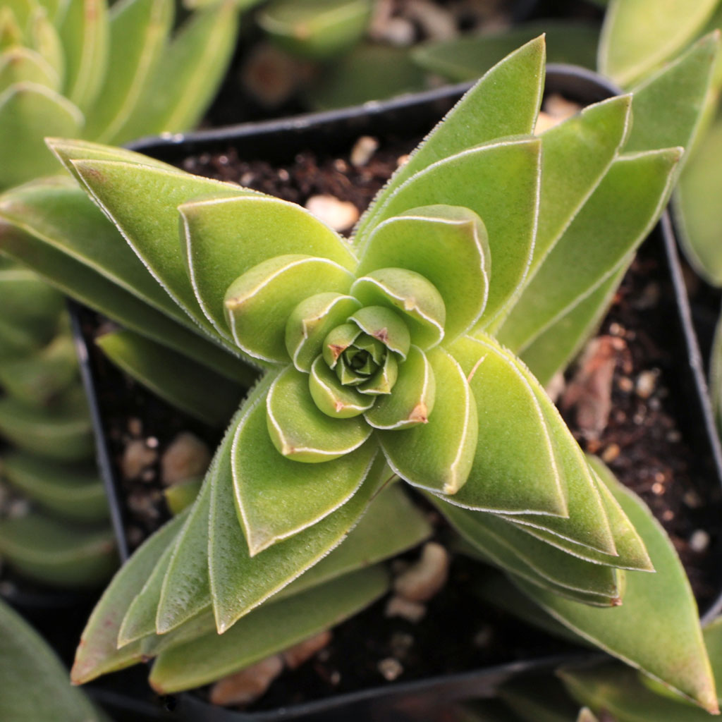 Crassula corymbulosa - Shark's Tooth Questions & Answers