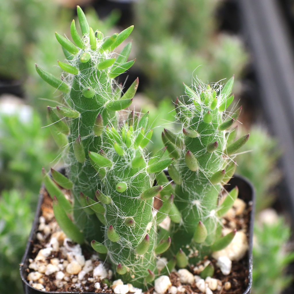 Austrocylindropuntia subulata - Eve's Needle Questions & Answers
