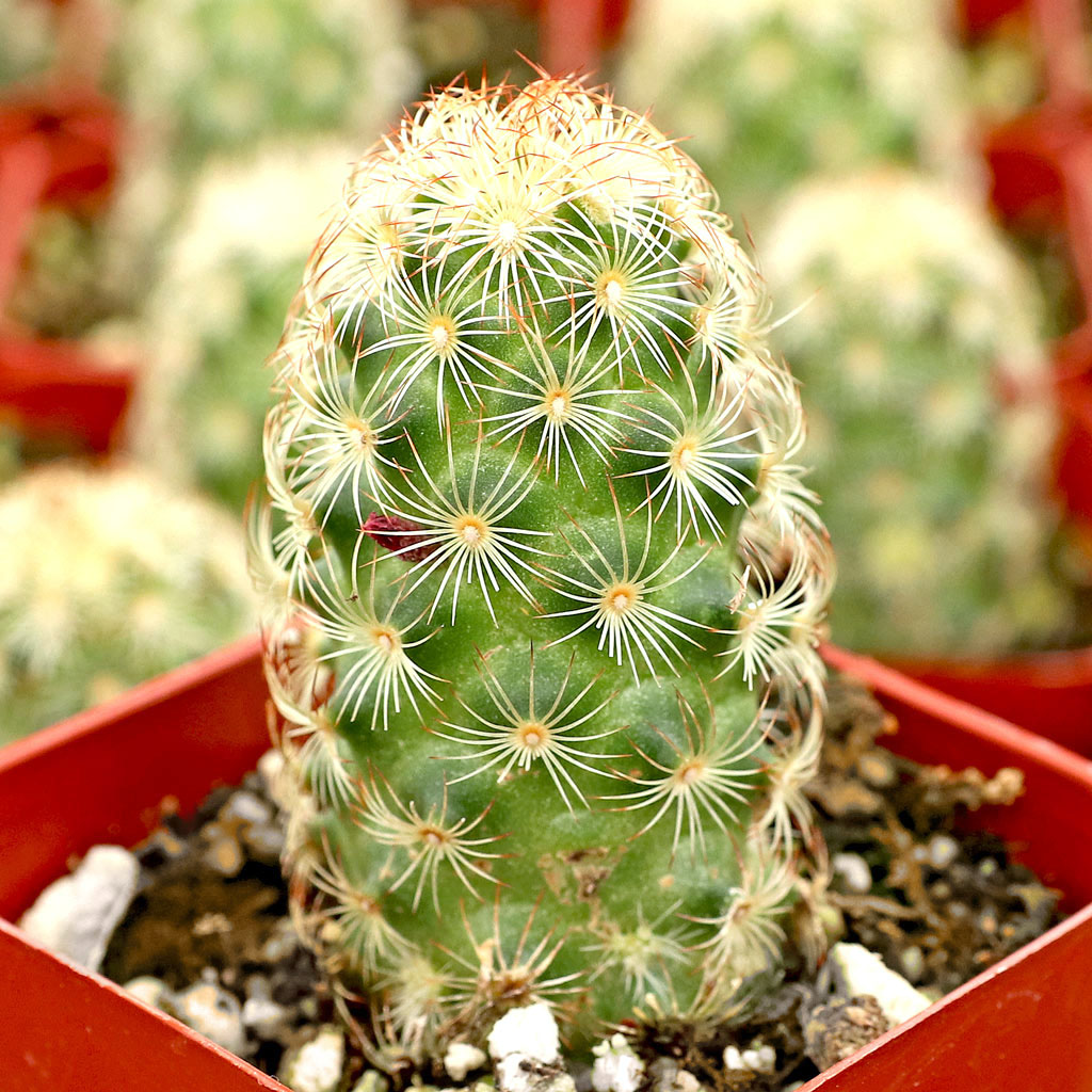 I’m looking for 30 or more flowering cacti to be used as bridal favors. Are there any you could provide for August?