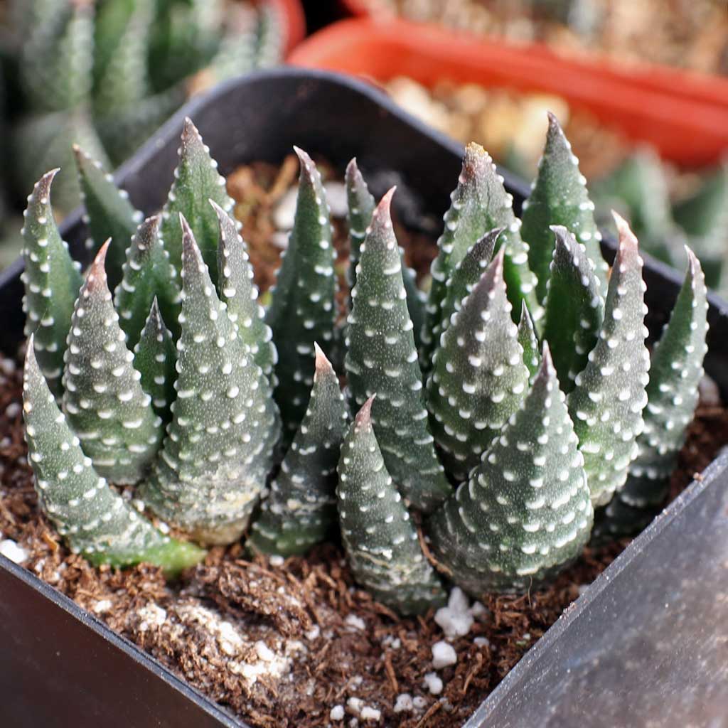 Haworthia reinwardtii, are they prone to brown tips or is that a natural color