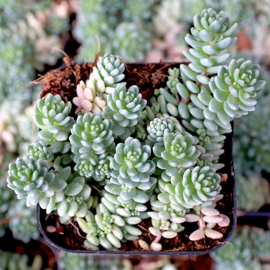 when are succulents for sale in Sonora CA?