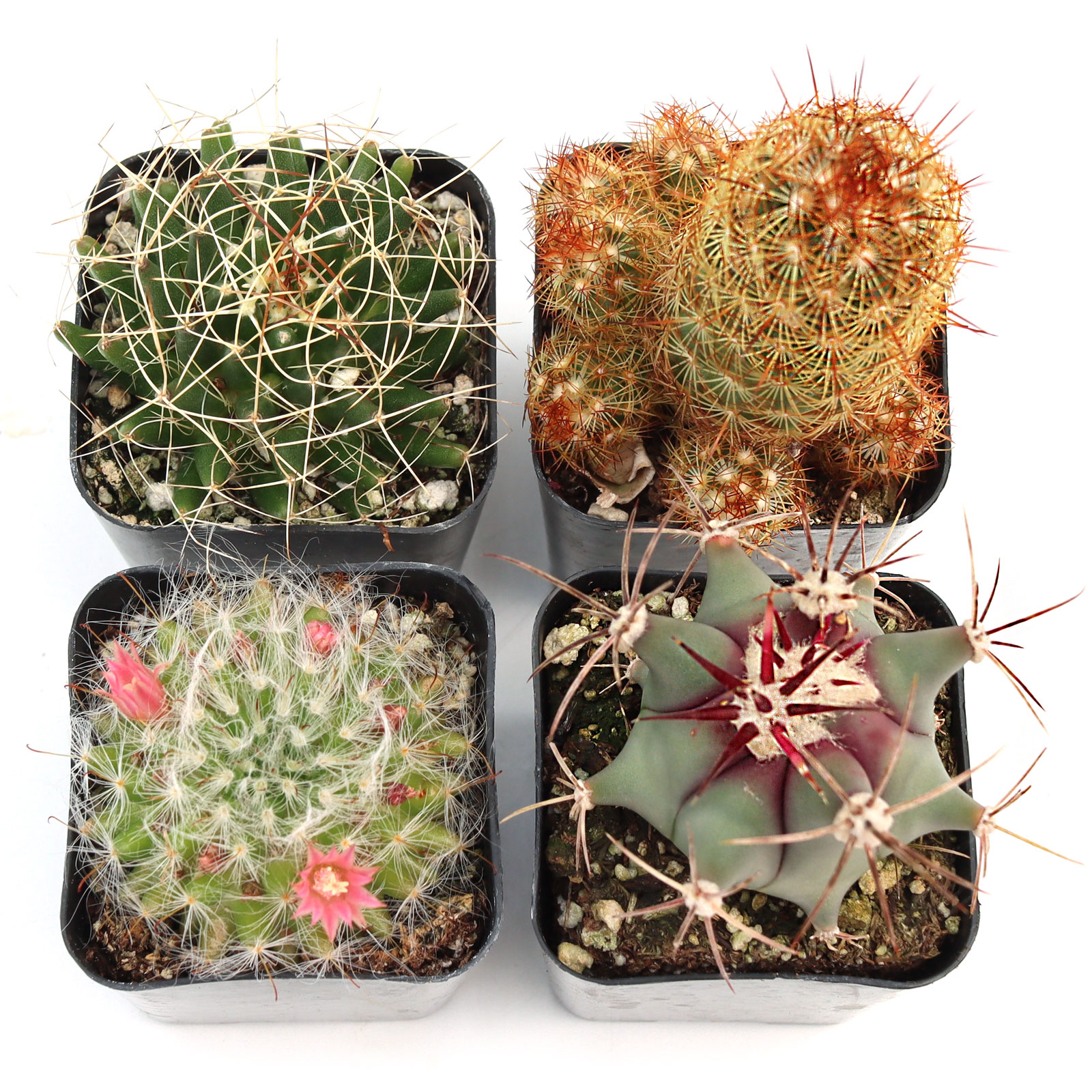 Cacti Set of 4 Types - 2in Pots w/ ID Questions & Answers
