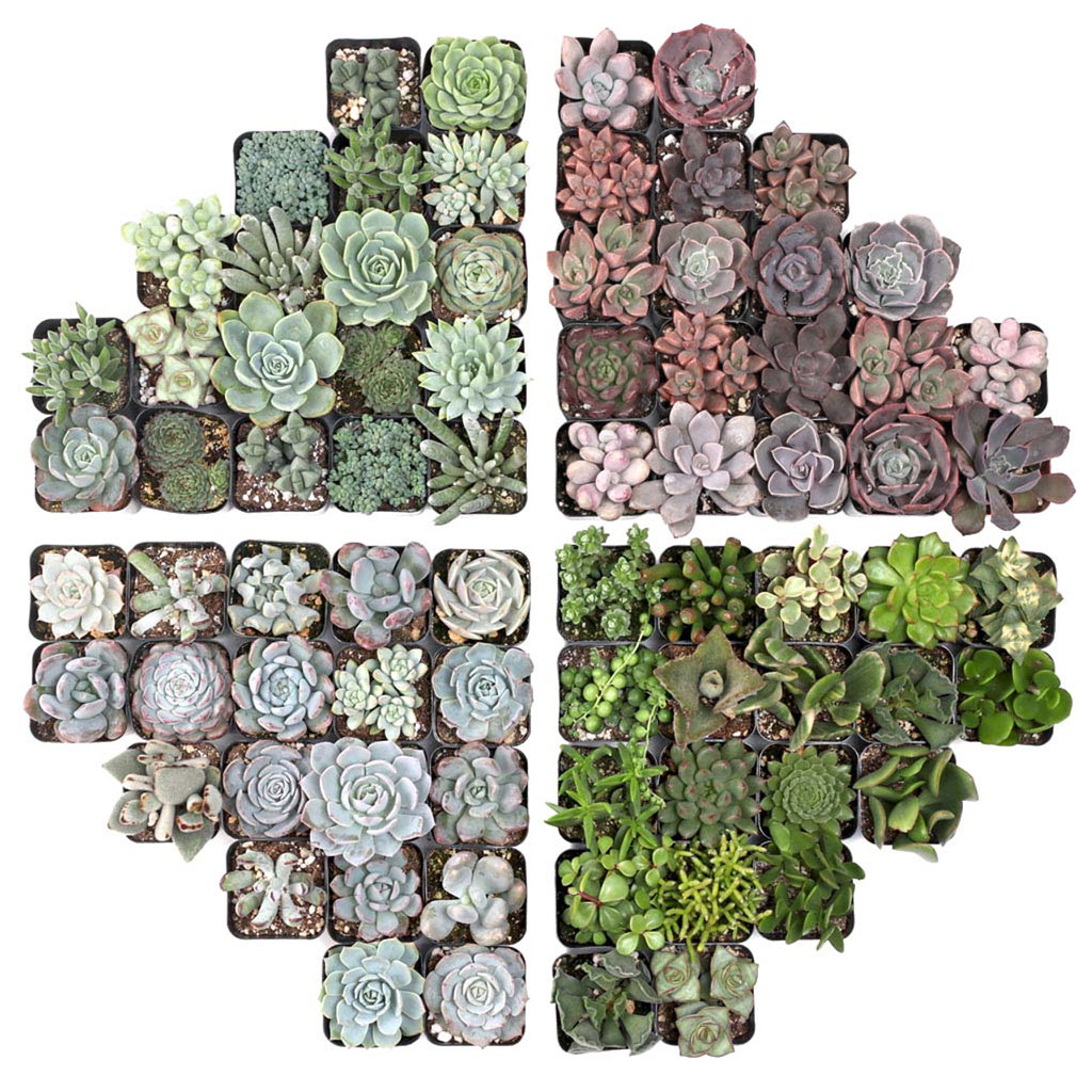 What is the difference between  silver blue tones and green blue tones succulents?