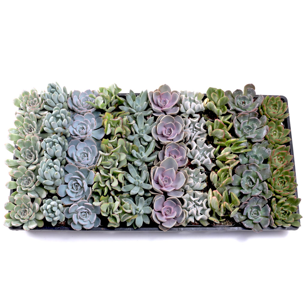 Pastel Succulent Tray - 2in Containers - 10 Varieties (50) Questions & Answers