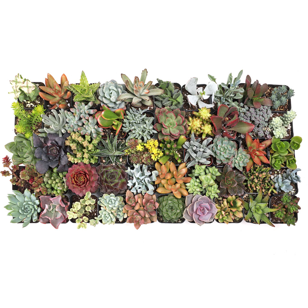 MCG Ultimate™ 50 Bulk Succulents - 50 Types w/ ID - 2in Pots Questions & Answers