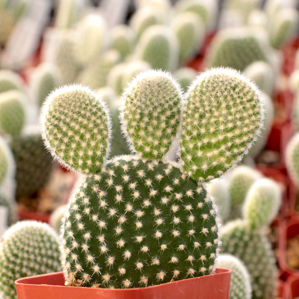 Opuntia microdasys var. albospina 'White Bunny Ears' Questions & Answers