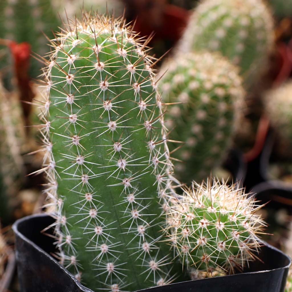 How does Echinopsis huascha differ from E. spachiana?