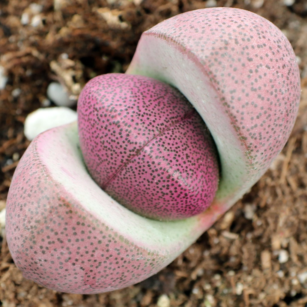 Confused beginner. For pleiospilos I’m zone 5 but can’t I grow this indoors with bright light? Pls say yes love it!