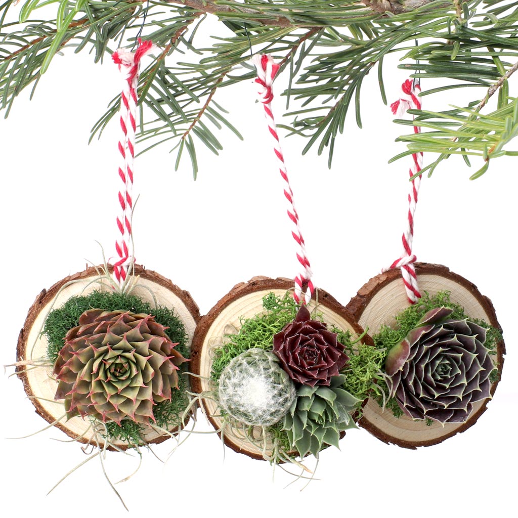 Hello! Is the succulent ornament on live disk (set of 3) glued to moss on disk? How can you then transplant?
