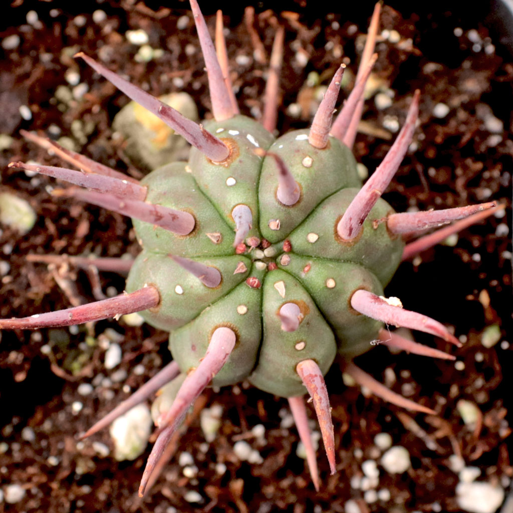 Euphorbia ferox Questions & Answers