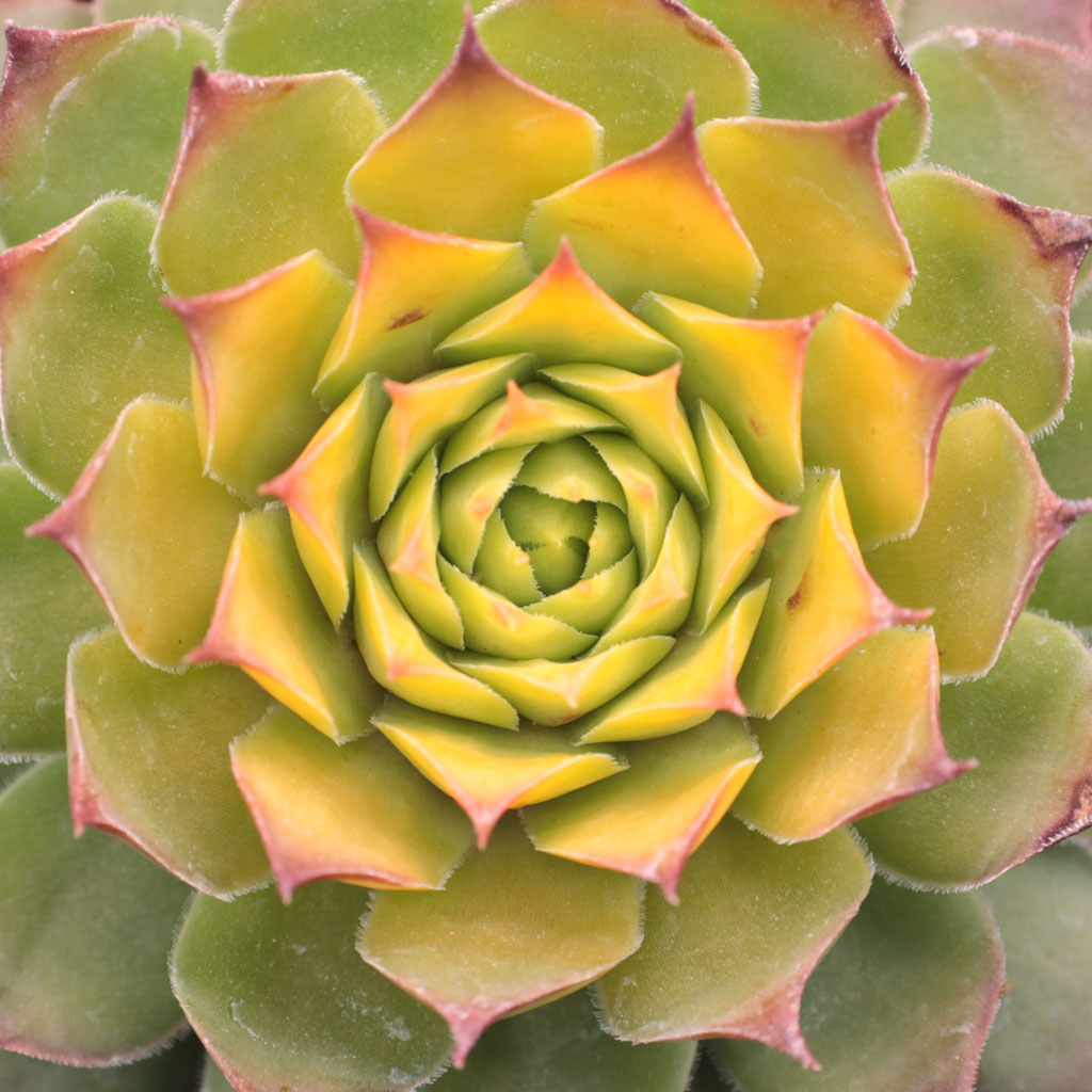 Can I plant hens and chicks in the fall outside