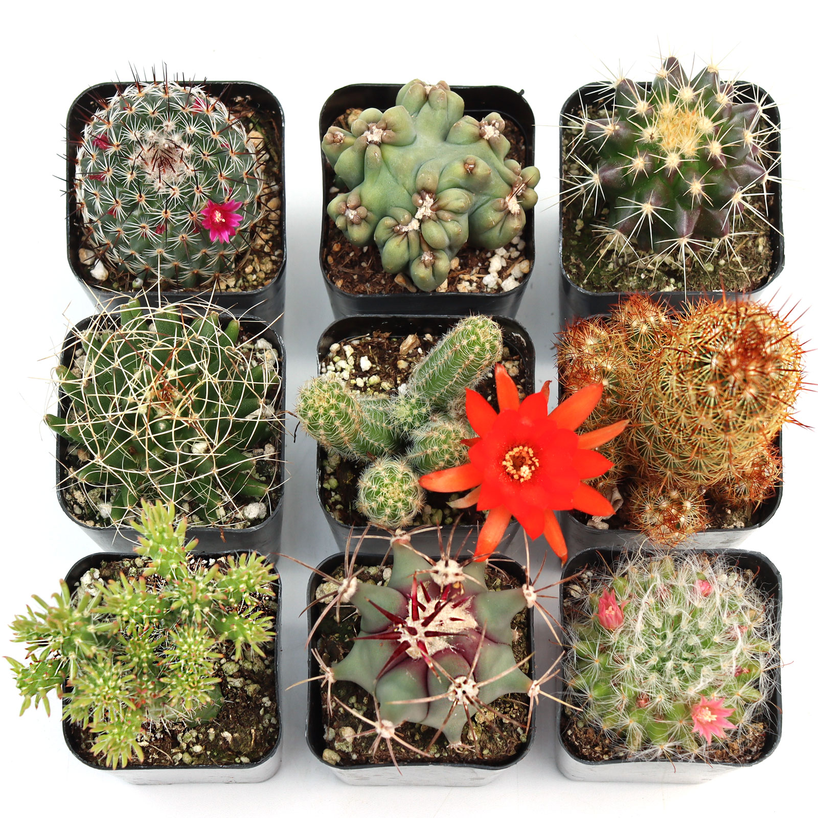 Cacti Set of 9 Types - 2in Pots w/ ID Questions & Answers