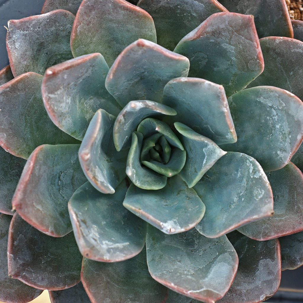 Echeveria 'Blue Prince' [large] Questions & Answers