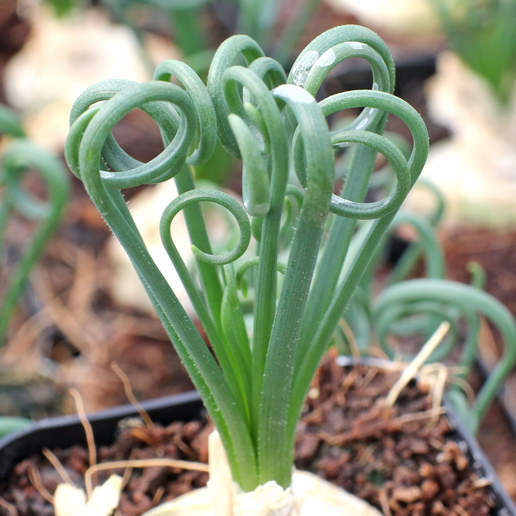 My albuca has two large floral buds but the foliage is straight, not curly. Why and what can I do?