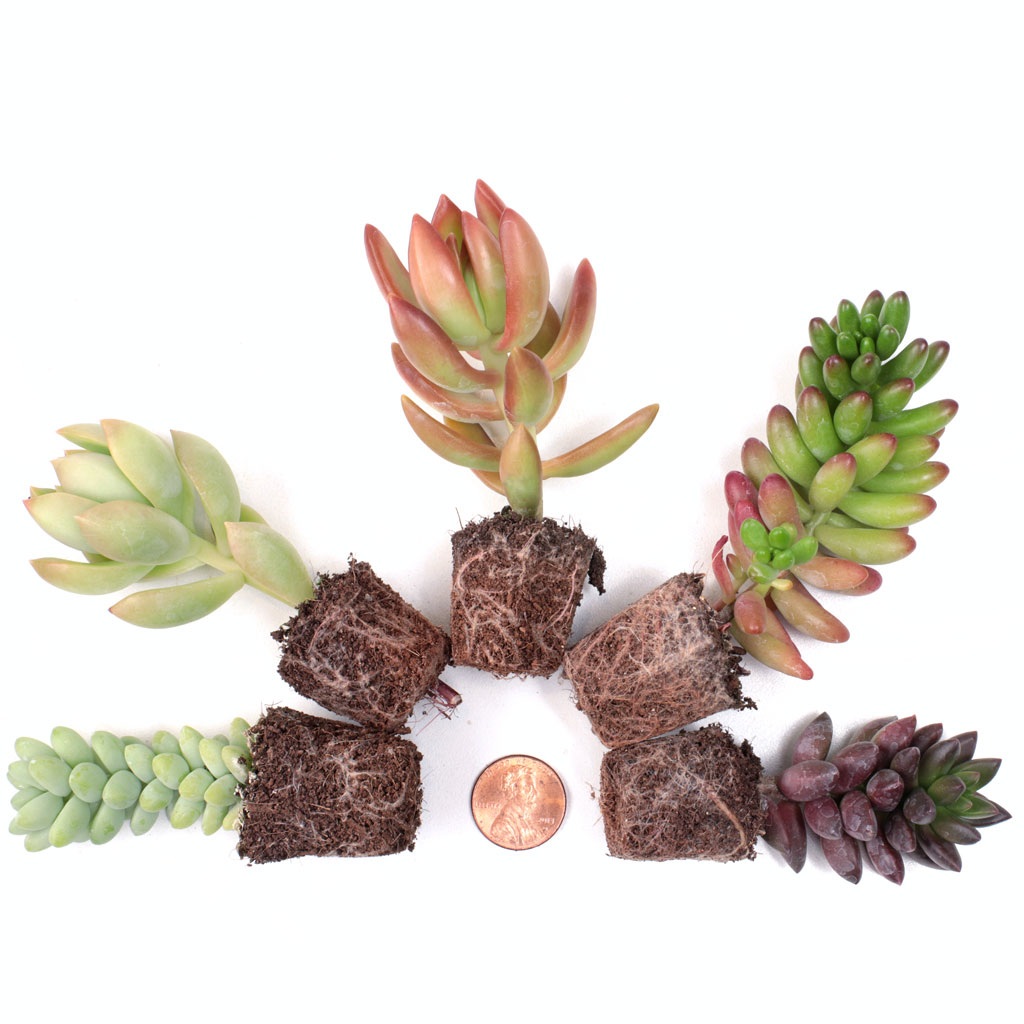 Can you identify the 2nd individual soft succulent plug pictured on the website (clockwise from far left)?