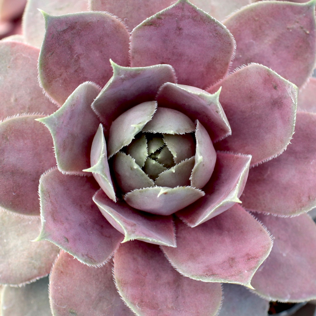 Sempervivum 'Pink Lotus' [exclusive] Questions & Answers