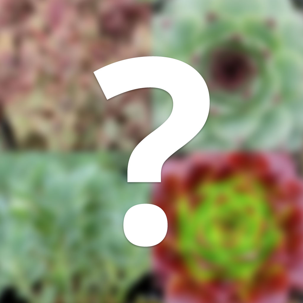 Mystery Colorful Hardy Succulent Questions & Answers