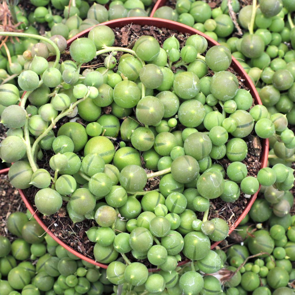 How much water should you give the string of pearls