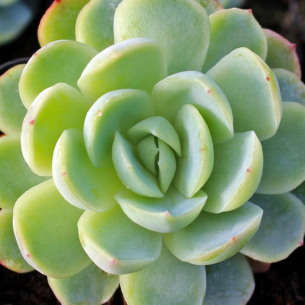Echeveria elegans - Mexican Snowball [large] Questions & Answers