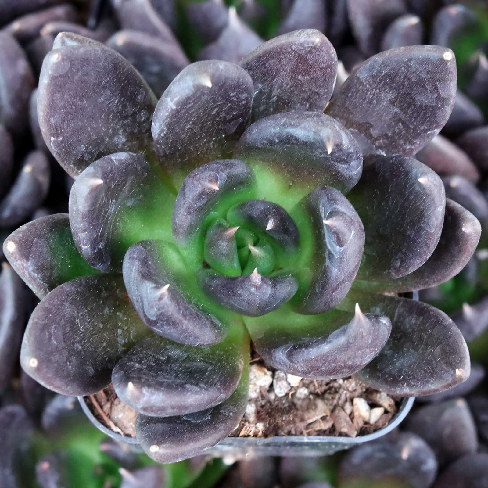are there any succulents that can tolerate rain?