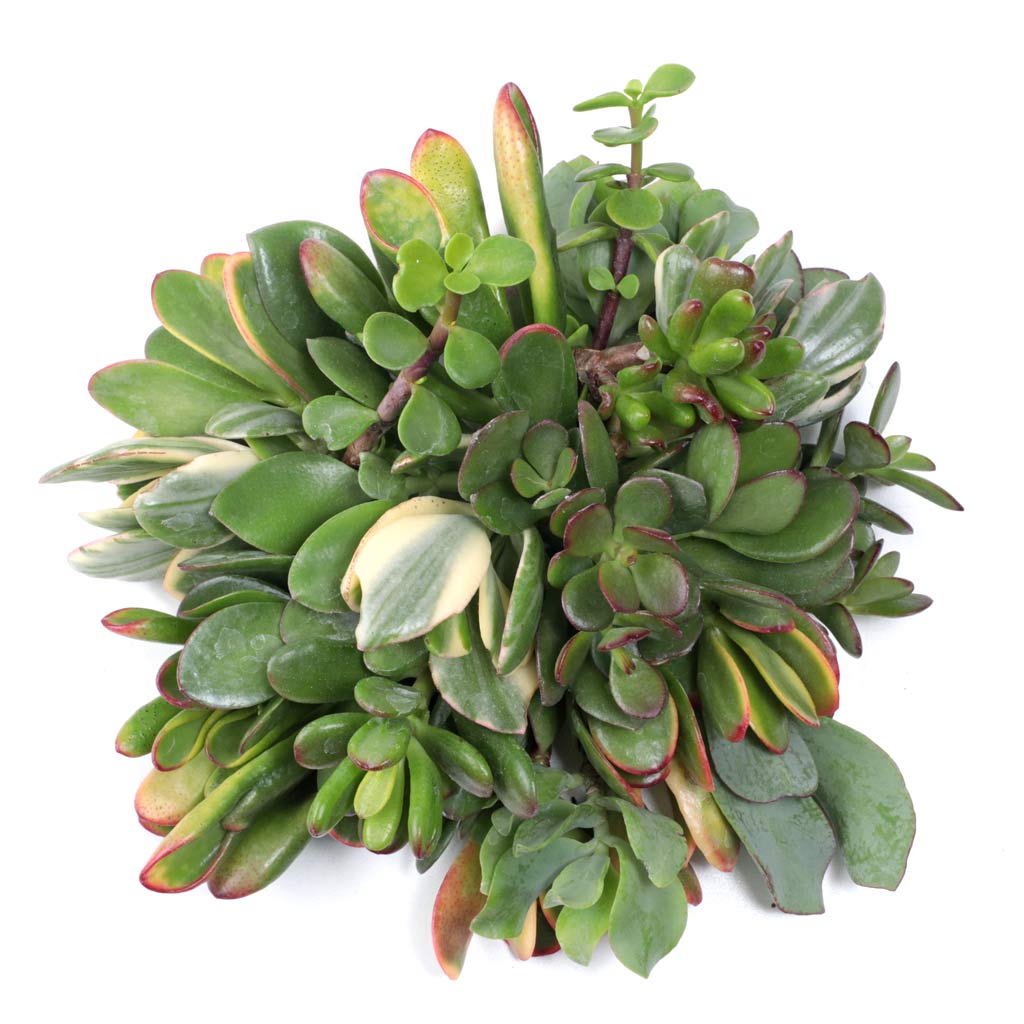 Jade Succulent Cuttings - 20 Pack - 2.0"-2.5" Questions & Answers