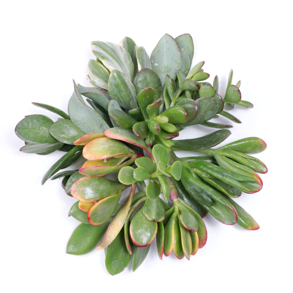 Jade Succulent Cuttings - 10 Pack - 2.0"-2.5" Questions & Answers
