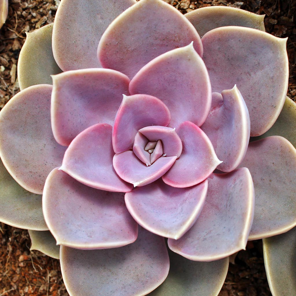 do the Perle von Nurnberg do better in a shallow pot or a deep one?