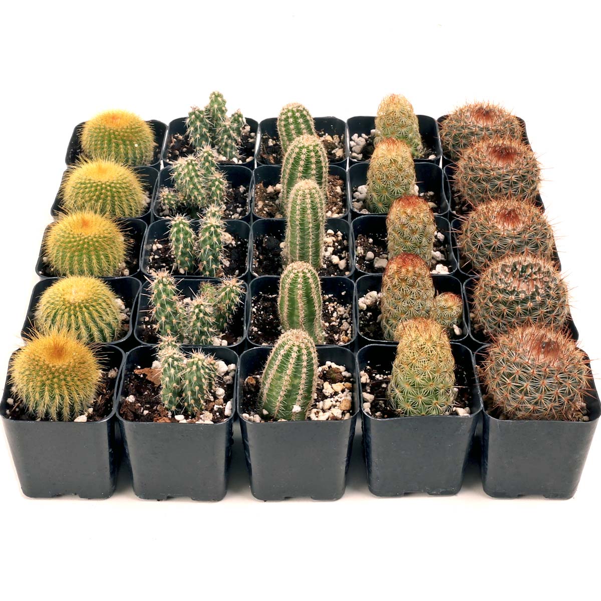 Cactus (Cacti) Bulk 25 Tray - 5 Types w/ ID - 2in Pots Questions & Answers