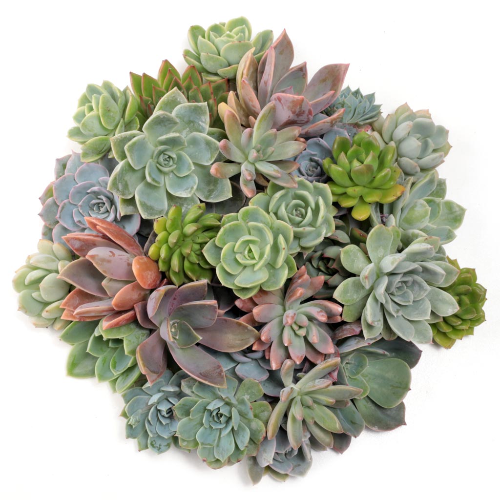 Rosette Cuttings - 30 Pack - 1.5"-2.5" Questions & Answers