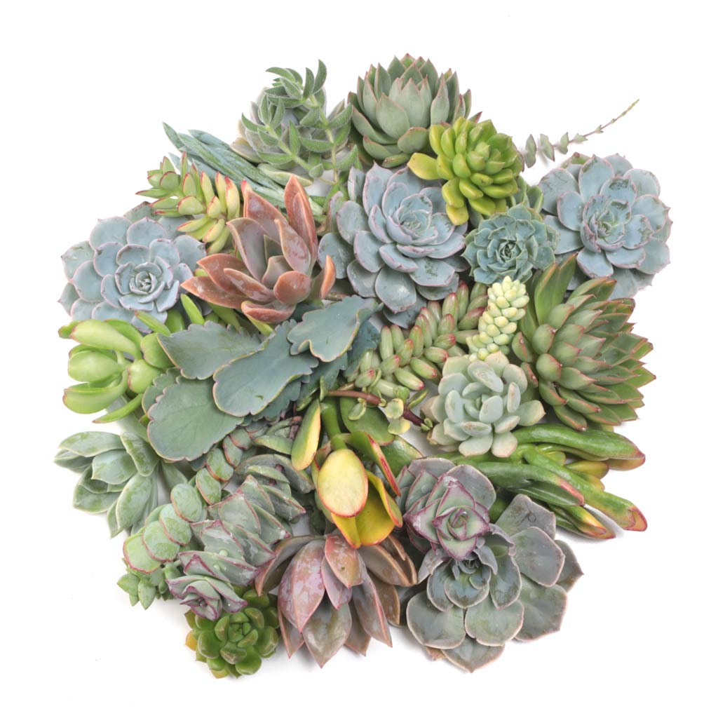 Assorted Succulent Cuttings - 30 Pack - 2.0"-3.0" Questions & Answers