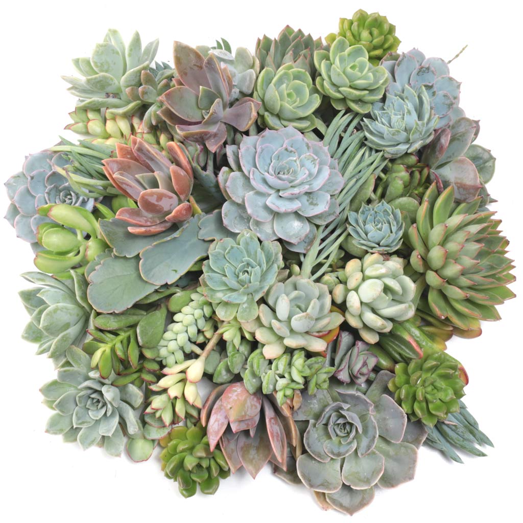 Assorted Succulent Cuttings - 50 Pack - 2.0"-3.0" Questions & Answers
