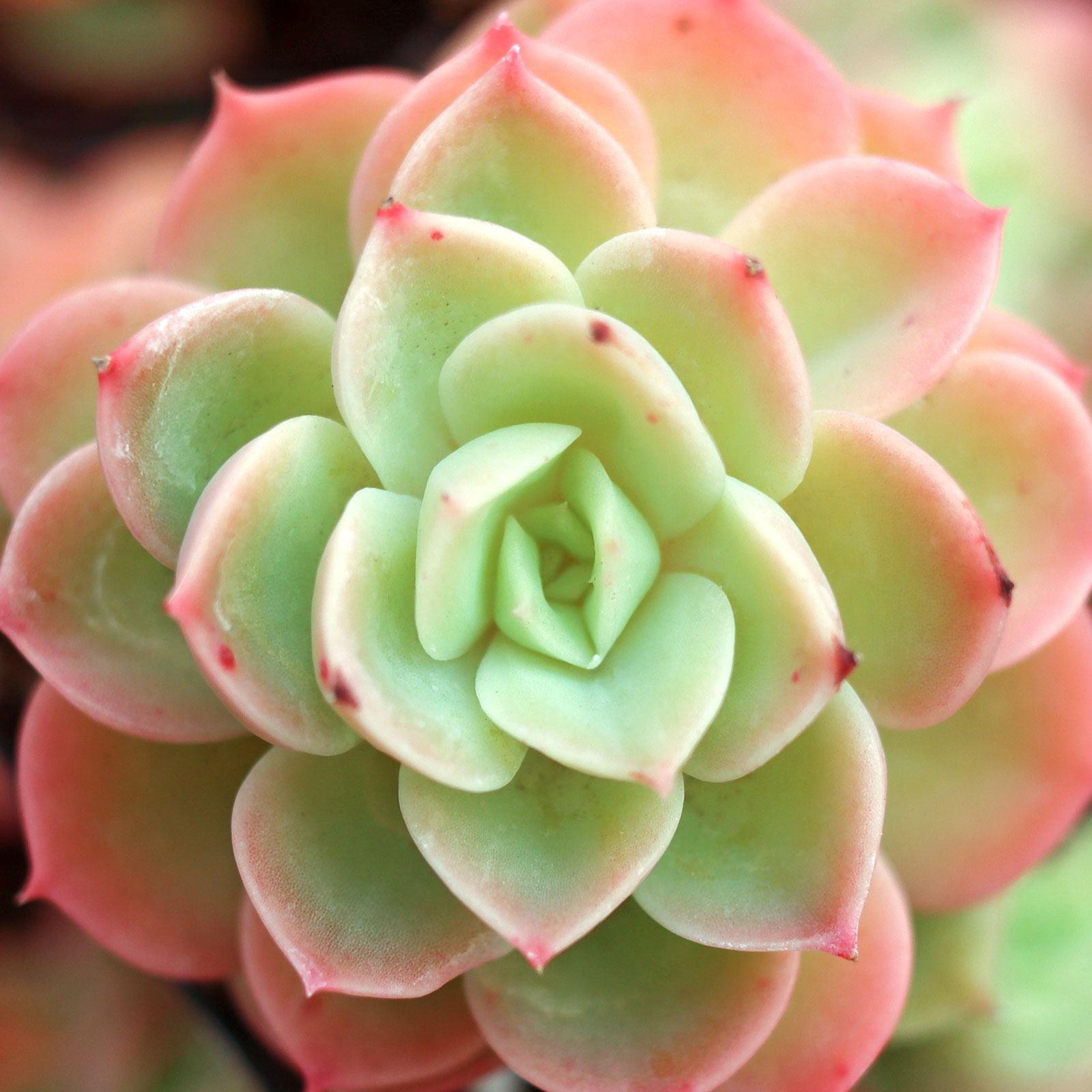 Echeveria 'Arika' [exclusive] Questions & Answers
