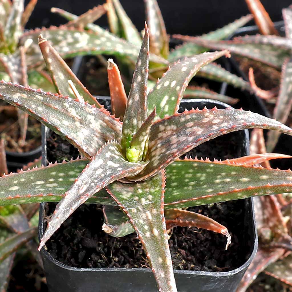 Aloe hybrid by John Bleck Questions & Answers