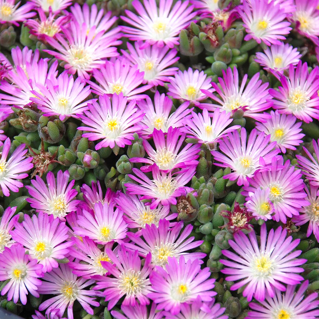 Someone told me that this is also called an "ice plant". Is this true since both are "Delosperma"?