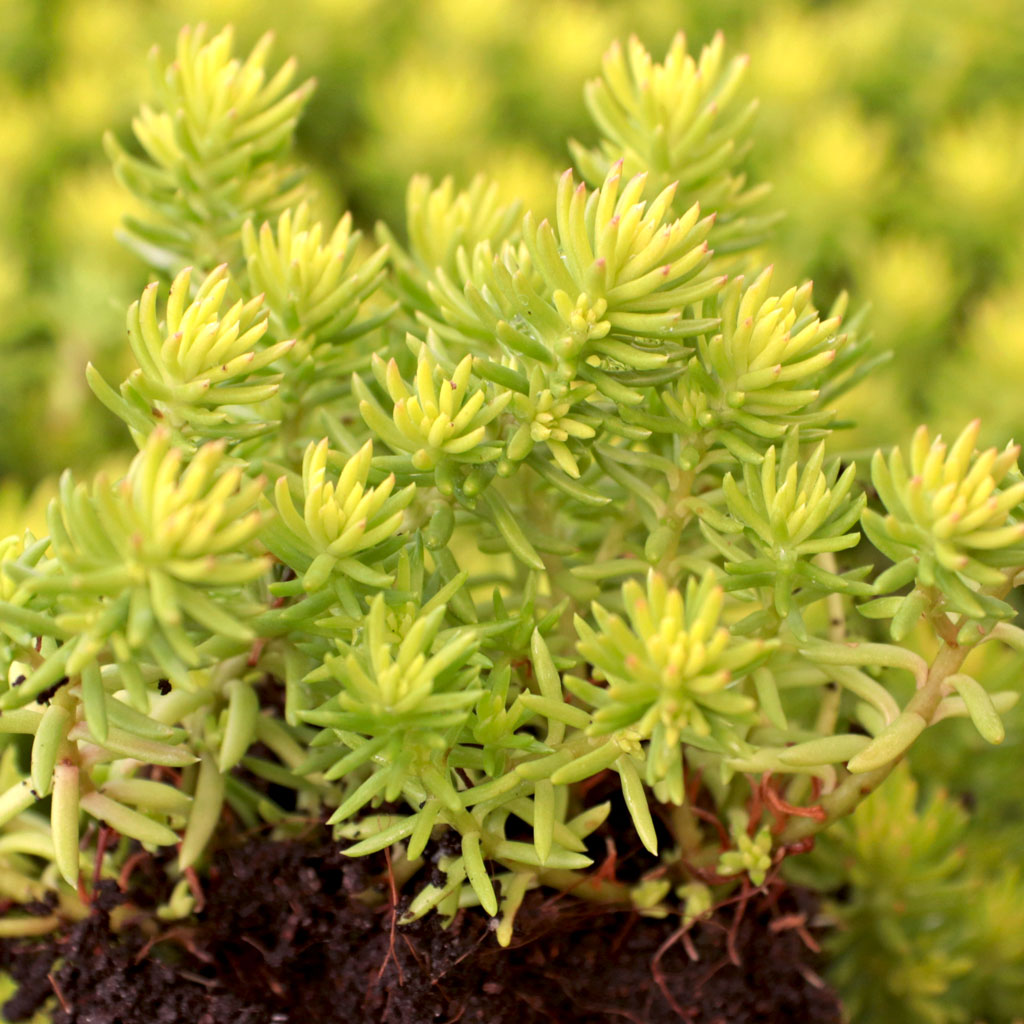 How far in spacing should the Sedum Sunsparkler® 'Angelina's Teacup' be planted next to each other?