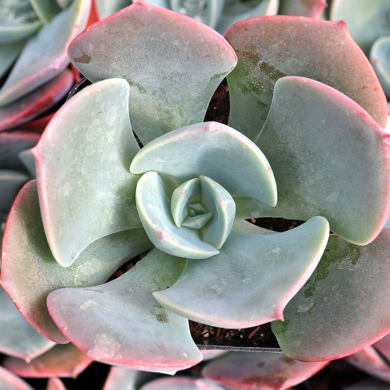I live in zone 10.  Can the Echeveria plants be planted outside in the sun?