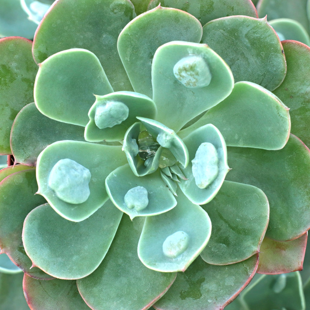 I just received my order and the Echeveria raindrops has a long shoot (about 10') coming out of plant. Root it?