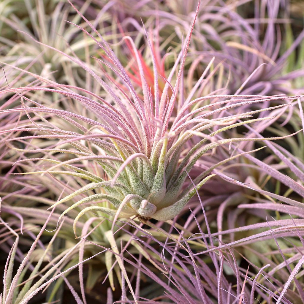 Hello. Tillandsia ionantha is red, healthy - but bottom leaves are splaying down, growing thru top- Why?