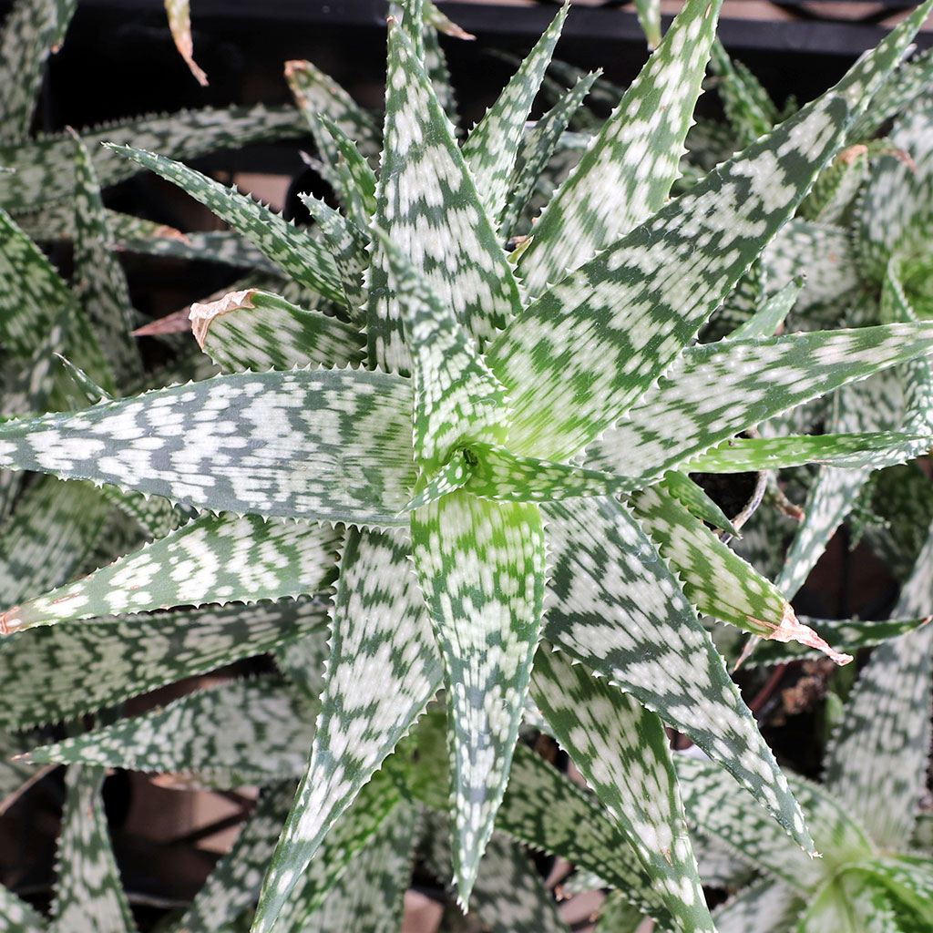 Does snowflake aloe change color with stress? If so what do you do to get the color change?