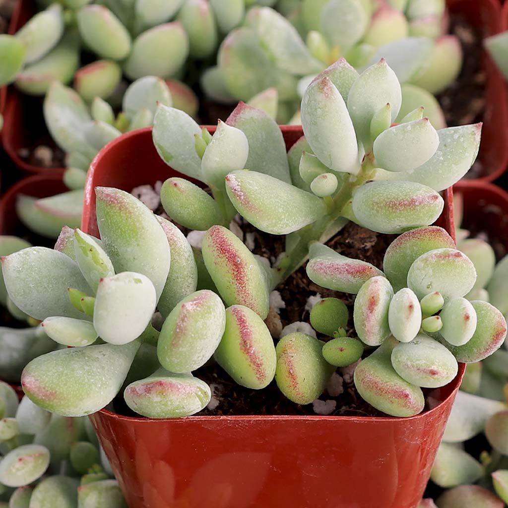 How do I get my Cotyledon pendens leaves full and not flat without drowning the plant?
