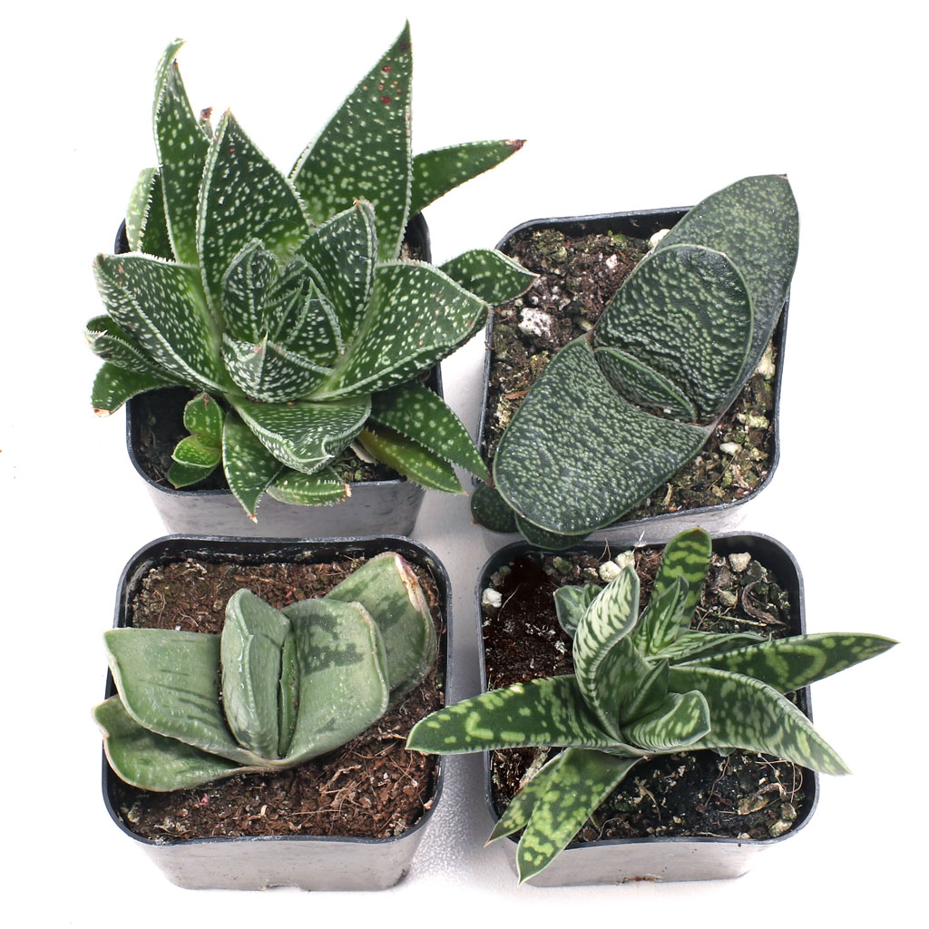 Gasteria Set of 4 Types - 2in Pots w/ ID Questions & Answers