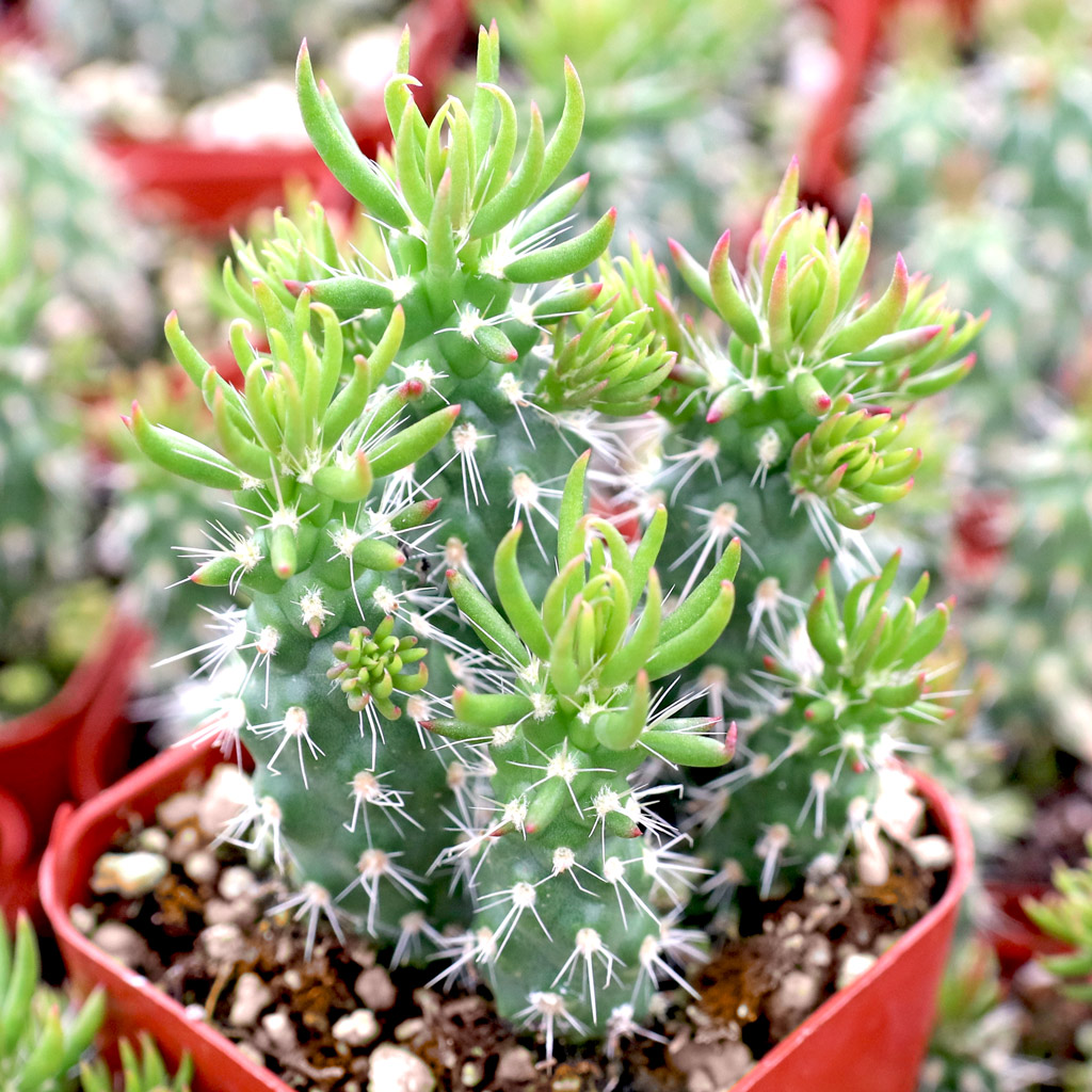 Austrocylindropuntia cylindrica Questions & Answers