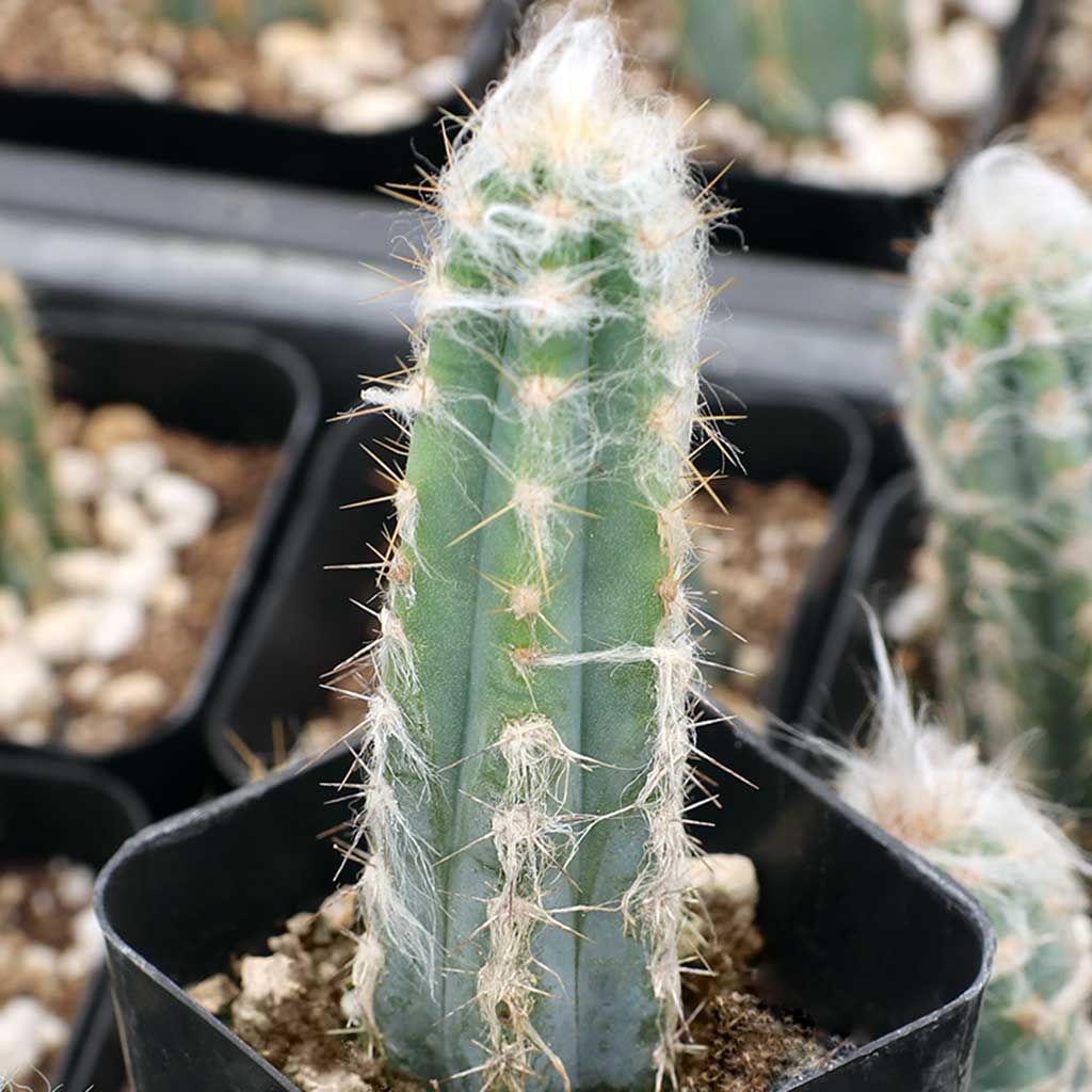 Pilosocereus pachycladus - Blue Torch Cactus Questions & Answers