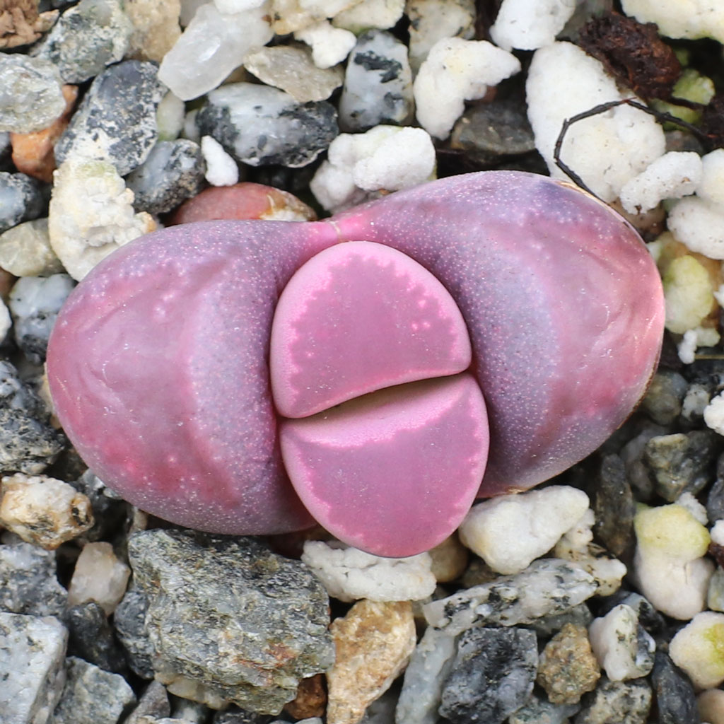 Lithops optica 'Rubra' - Living Stones [small] Questions & Answers