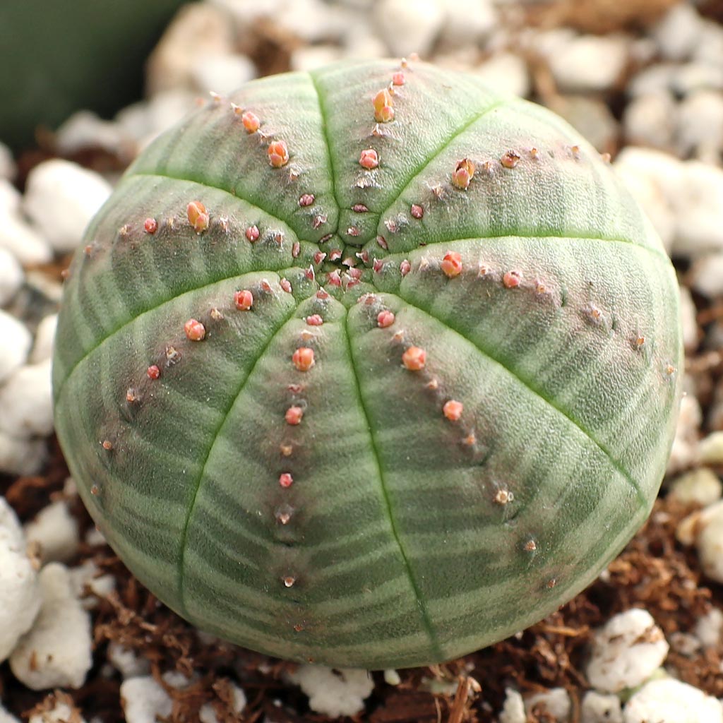how big is the Euphorbia obesa?