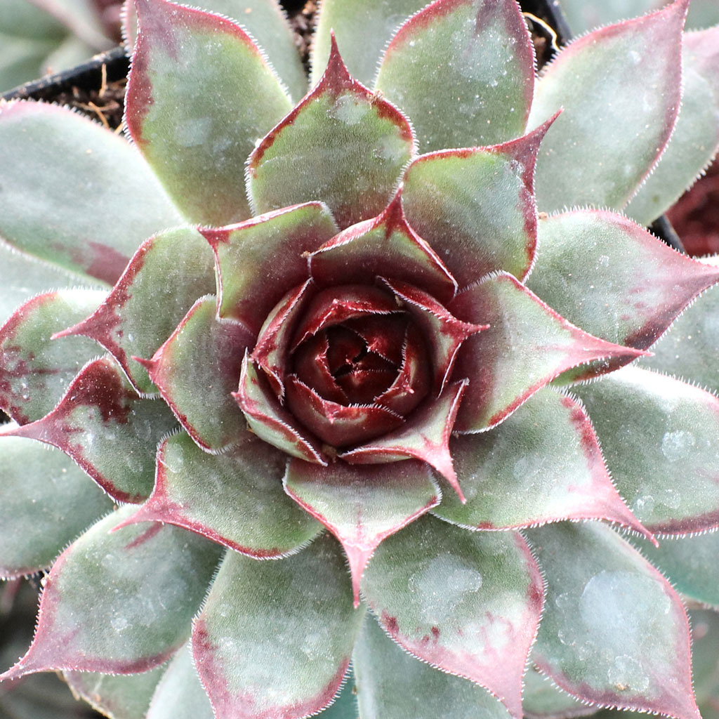 Does chick charms dies after flowering like sempervivum?