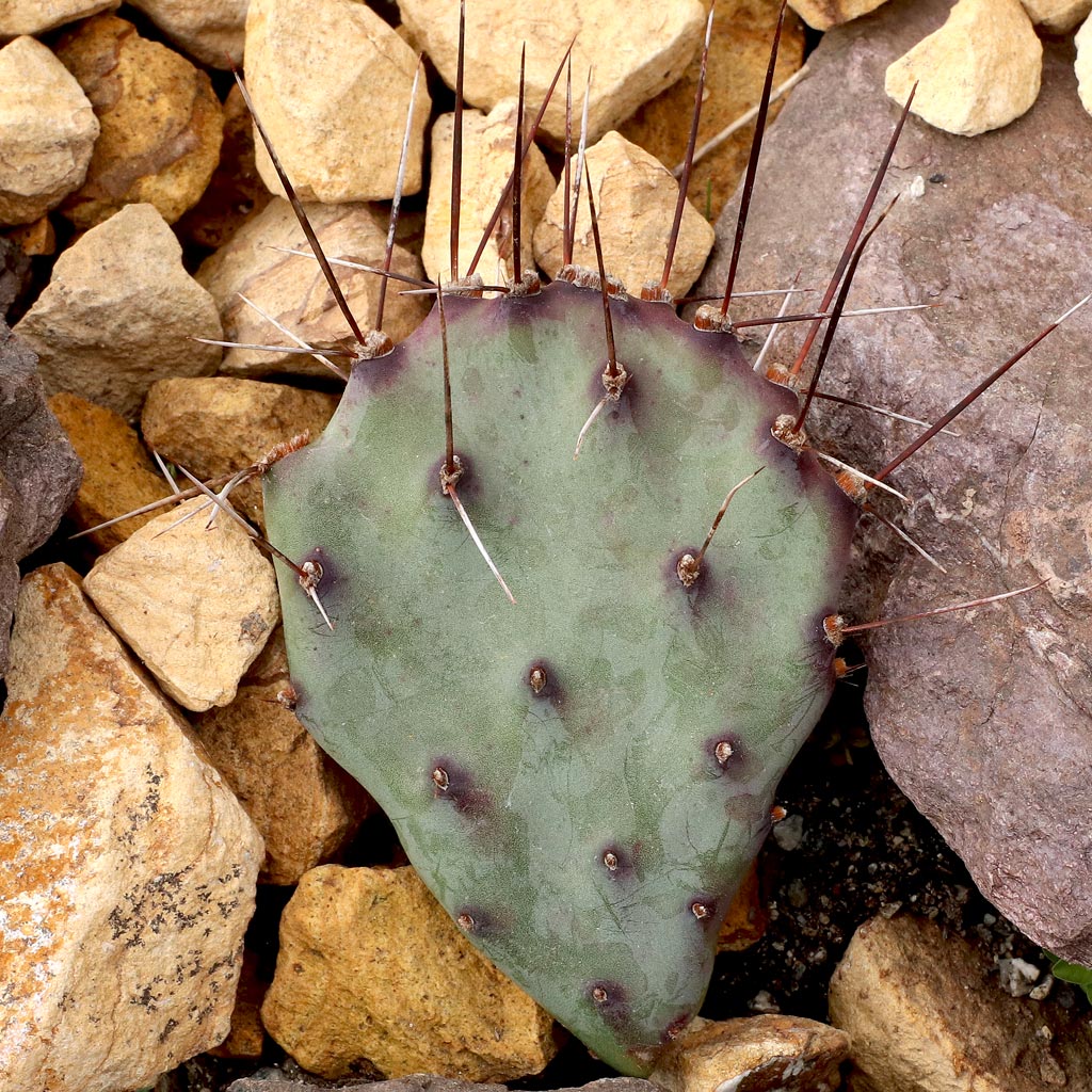 Can Opuntia cactus be planted now or should I wait to buy and plant (in containers) in the Spring?